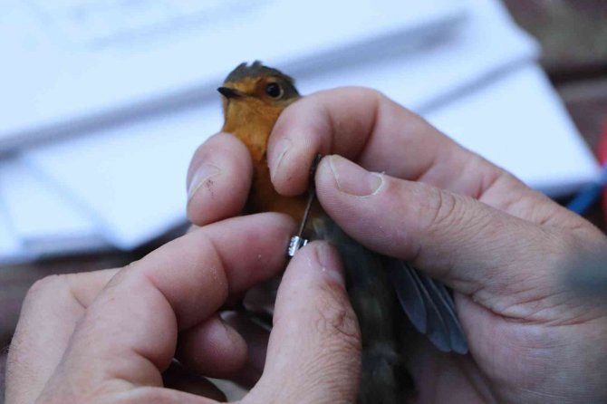 Kızılırmak Deltası Kuş Cenneti’nde 170 Bin Kuş Halkalandı