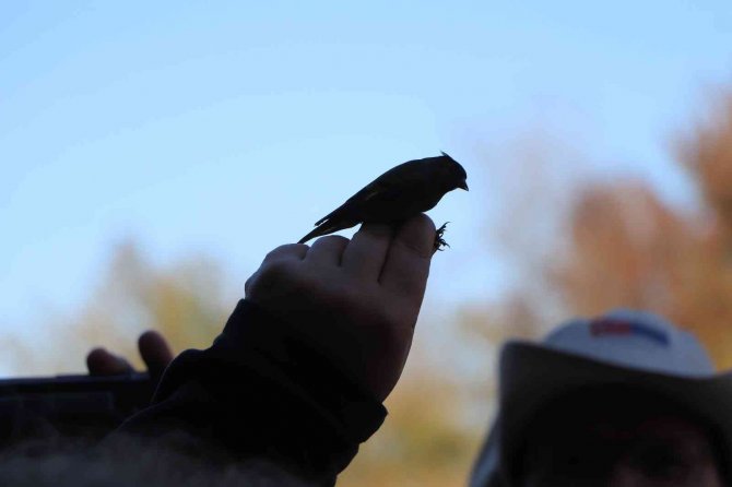 Kızılırmak Deltası Kuş Cenneti’nde 170 Bin Kuş Halkalandı