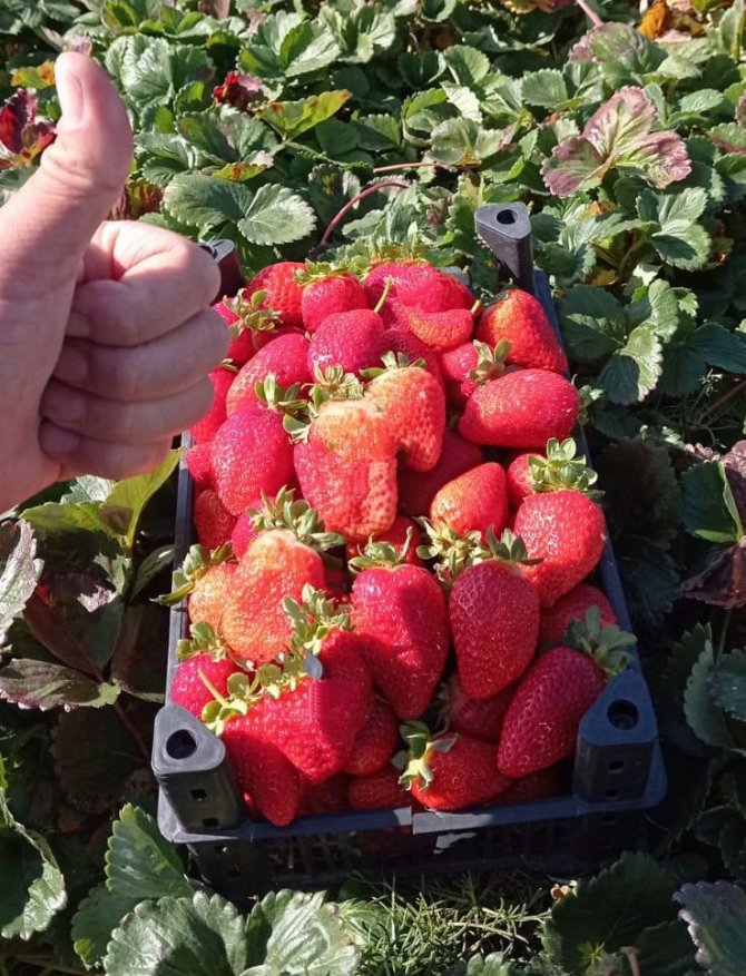 Ekinözü’nde Çilek Hasadı Mesaisi Kasım Ayında Da Sürüyor