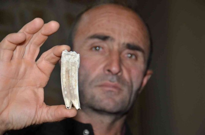 Kuzu Otlatırken 16 Milyon Yıllık At Dişi Buldu