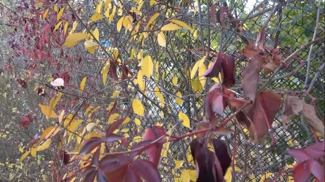 Kütahya’da Sonbahar Güzelliği