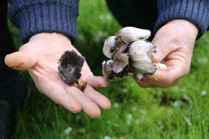 Mantardan 29 Kişi Zehirlendi, 2 Kişi Hayatını Kaybetti