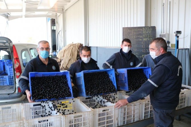 Marmarabirlik Ürün Alım Fiyatlarını Arttırdı