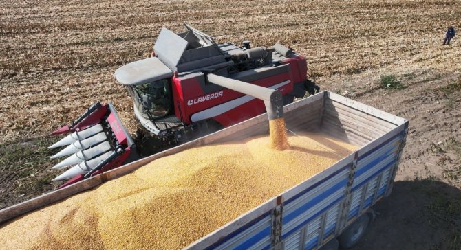 Yemlik Dane Mısırda Hasat Başladı