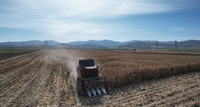 Yemlik Dane Mısırda Hasat Başladı