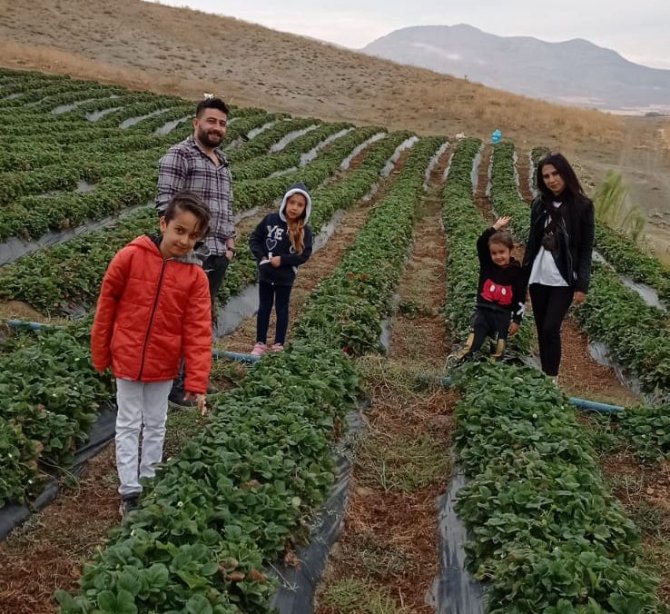 Ekinözü’nde Çilek Hasadı Mesaisi Kasım Ayında Da Sürüyor