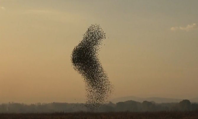 Sığırcık Kuşlarının Gün Batımı Dansı Hayran Bıraktı