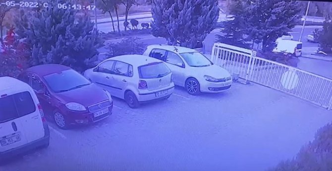Alkollü Sürücünün Arabayla Çarptığı Genç Kadın Hayatını Kaybetti