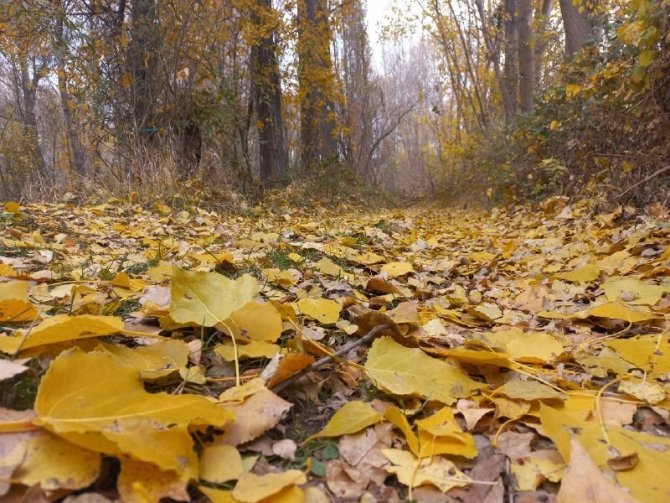 Yozgat’ta Sonbaharın Sarı Rengi Mest Etti