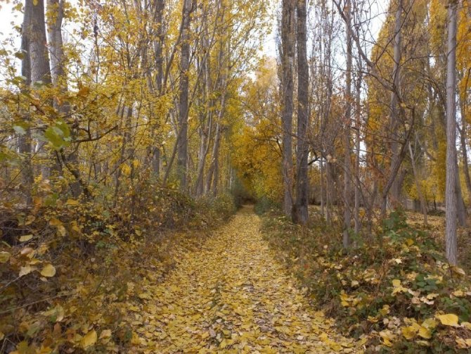 Yozgat’ta Sonbaharın Sarı Rengi Mest Etti