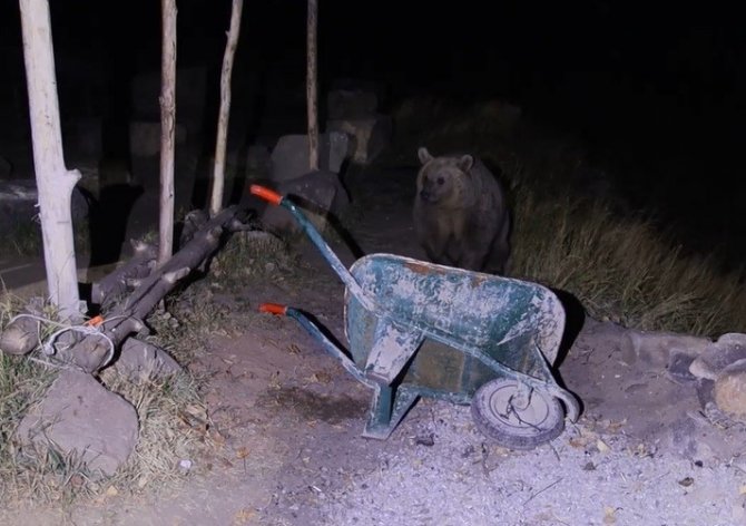 Piknikçilerin Ayı İle İmtihanı