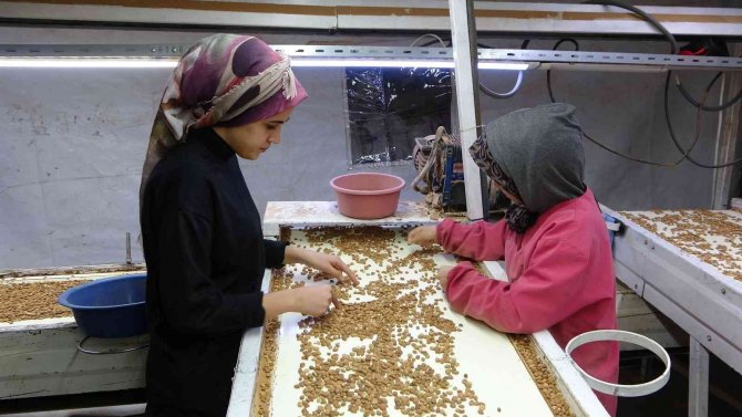 Kayısı Çekirdeği İhracatı Yüz Güldürüyor