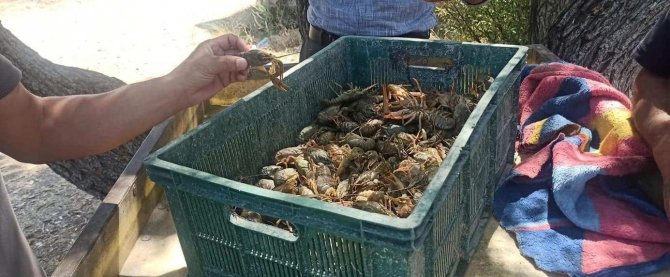 Eğirdir Gölü’nde Kerevit Avı Yasağı Başladı