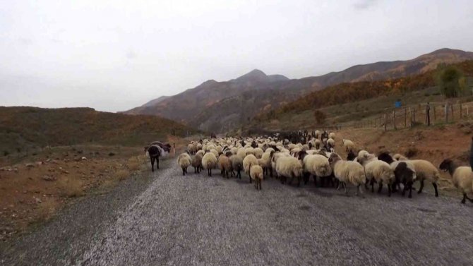 Sürülerin Kışlaklara Zorlu Yolculuğu