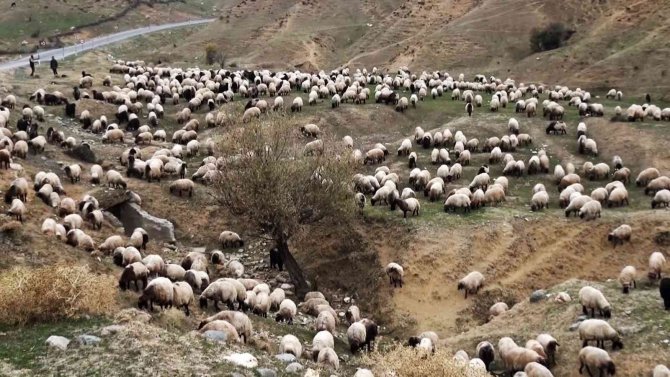 Sürülerin Kışlaklara Zorlu Yolculuğu