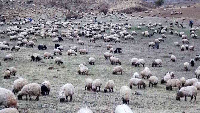 Sürülerin Kışlaklara Zorlu Yolculuğu