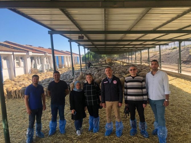 Manisa Büyükşehir Damızlık Koç Desteğine Hazırlanıyor