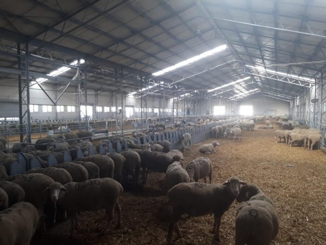 Manisa Büyükşehir Damızlık Koç Desteğine Hazırlanıyor