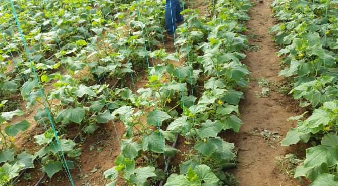Genç Girişimci Evinin Bahçesine Kurduğu Serada Ürünlerini Almaya Başladı