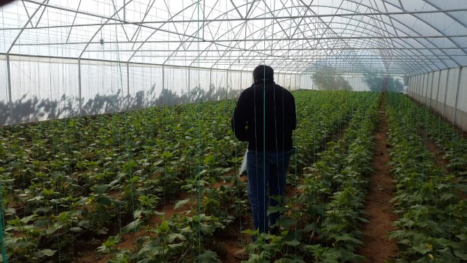 Genç Girişimci Evinin Bahçesine Kurduğu Serada Ürünlerini Almaya Başladı