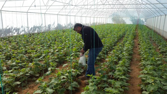 Genç Girişimci Evinin Bahçesine Kurduğu Serada Ürünlerini Almaya Başladı