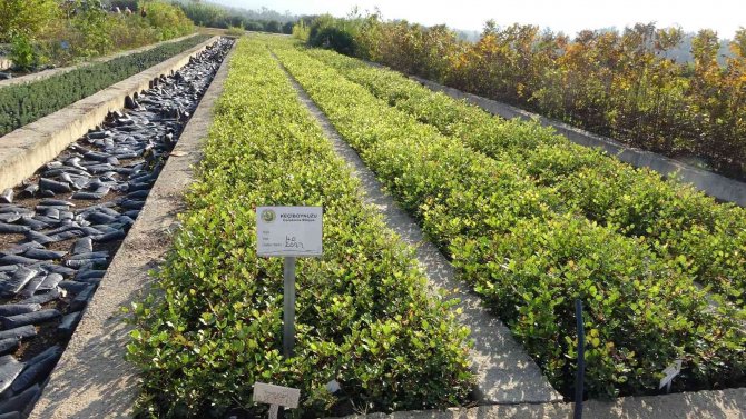 Marmarisli Gönüllüler Binlerce Fidan İle 11 Kasım’a Hazırlanıyorlar