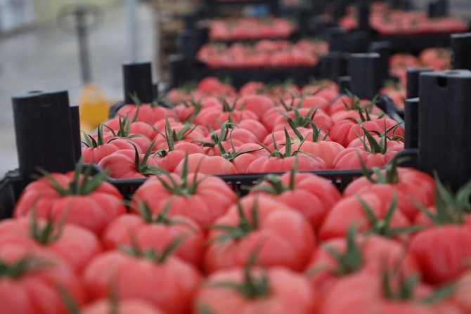 Seracılık Mükemmeliyet Merkezi’nde 4 Ayda 550 Ton Domates