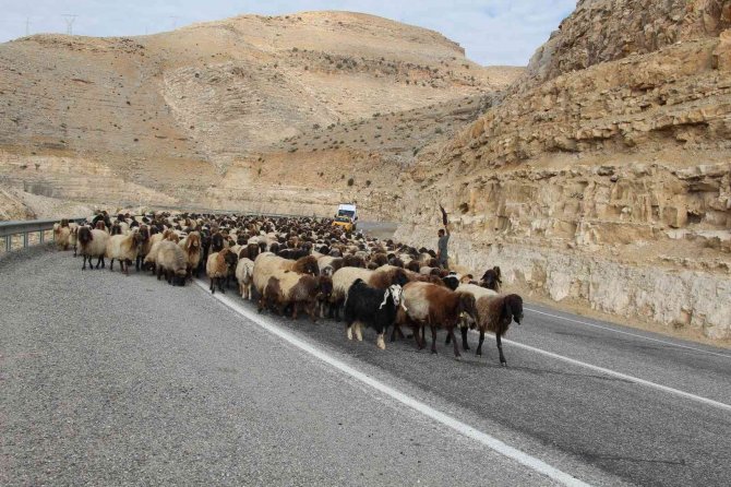 Göçerlerin 60 Günlük Yayla Yolculuğu Sürüyor