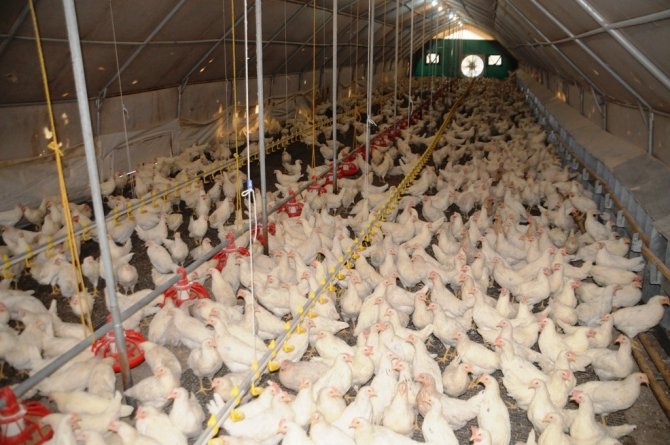 Cizre’de Vatandaşa 2 Bin Tavuk, 24 Bin Ton Yem Dağıtıldı