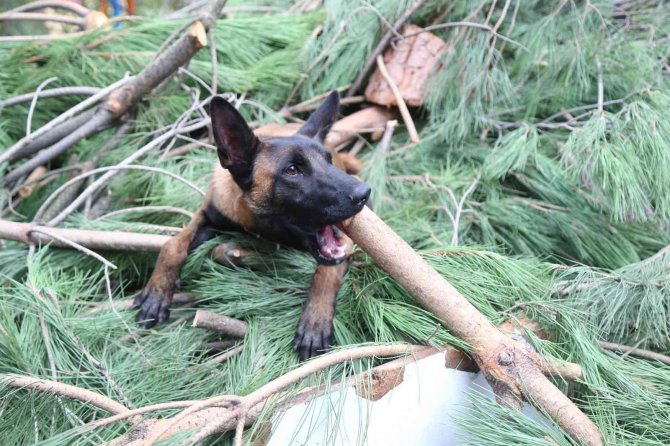 Arama Kurtarma Köpekleriyle Uygulamalı Eğitim Veren Tek Üniversitede Geleceğin Köpek Eğitmenleri Yetişiyor