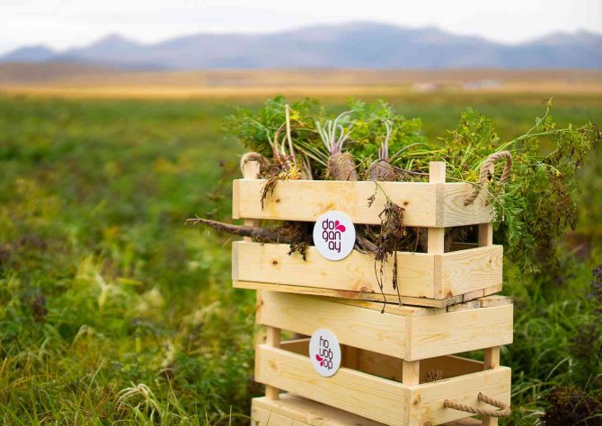 Şalgam Suyunun Yolculuğu, Konya’daki Mor Havuç Hasadı İle Başladı