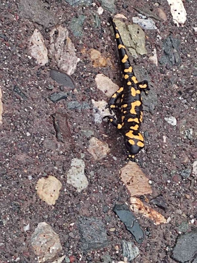 Adıyaman’da Sarı Benekli Semender Görüldü