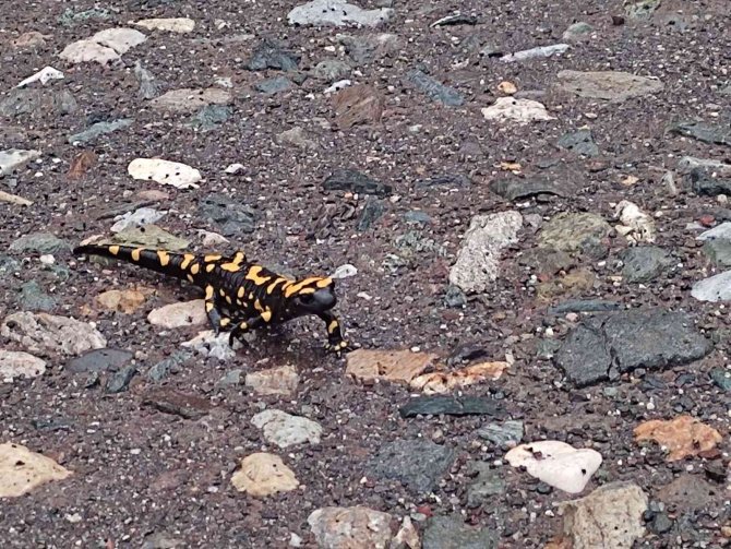 Adıyaman’da Sarı Benekli Semender Görüldü