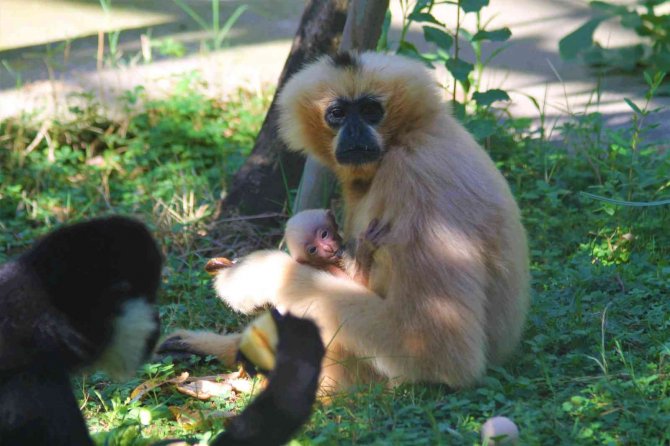 Nesli Kritik Seviyede Tükenme Tehlikesi Altındaydı, Doğum Yaptı