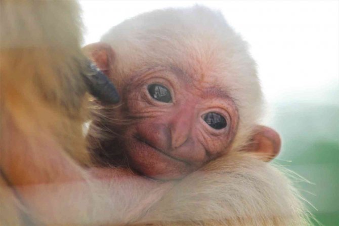 Nesli Kritik Seviyede Tükenme Tehlikesi Altındaydı, Doğum Yaptı