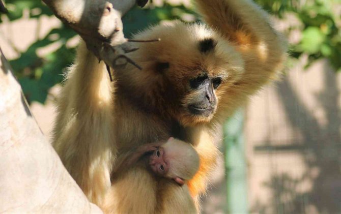 Nesli Kritik Seviyede Tükenme Tehlikesi Altındaydı, Doğum Yaptı