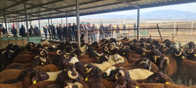 Bingöl’de Yetiştiricilere Koç Desteği Verildi