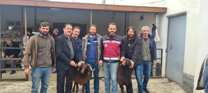 Bingöl’de Yetiştiricilere Koç Desteği Verildi