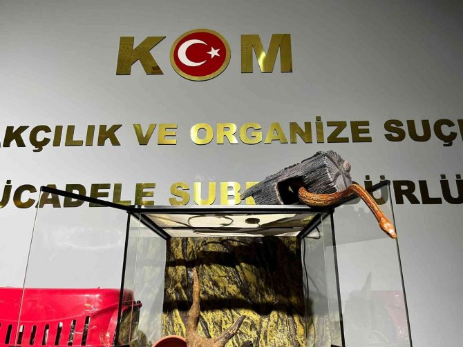 Bursa’da Hayvan Kaçakçılarına Yönelik Yapılan Operasyonda Tropikal Papağan Ve Mısır Yılanı Ele Geçirildi