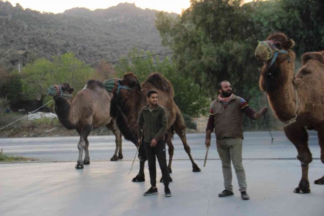 Pehlivan Develer, Hazırlıklara Başladı