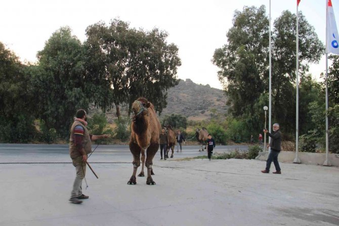 Pehlivan Develer, Hazırlıklara Başladı