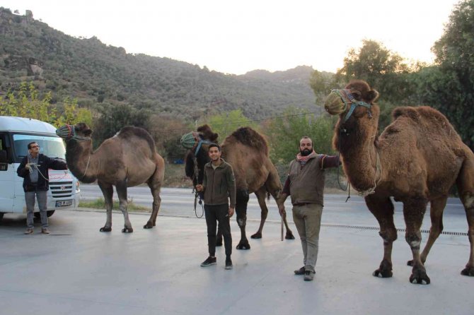 Pehlivan Develer, Hazırlıklara Başladı