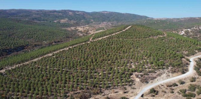 Fidanlar Ormana Döndü Geleceğe Nefes Oldu