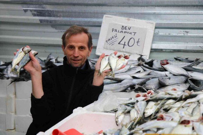 Palamuda Güle Güle, Çinekopa Merhaba