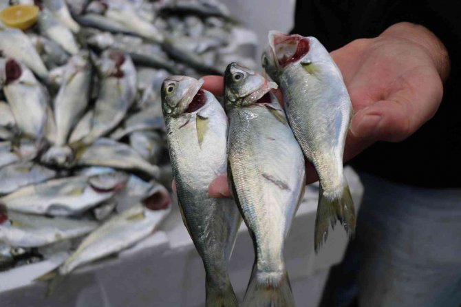 Palamuda Güle Güle, Çinekopa Merhaba