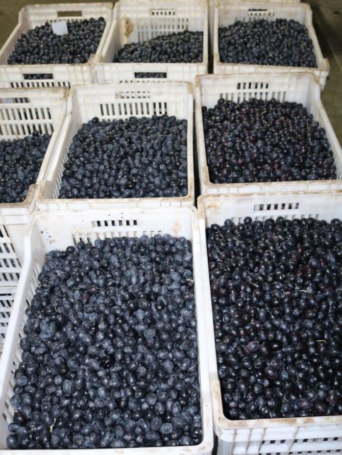 Marmarabirlik’ten 45 Milyon Liralık Ödeme