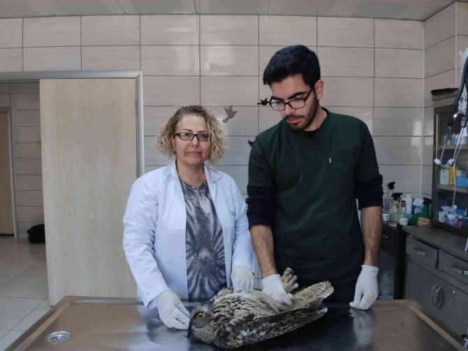 Yaralı Puhular Artık Güven Altında