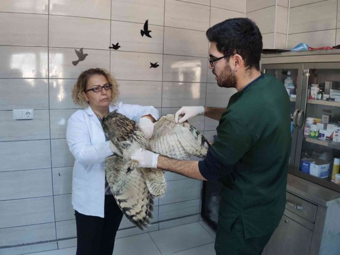 Yaralı Puhular Artık Güven Altında