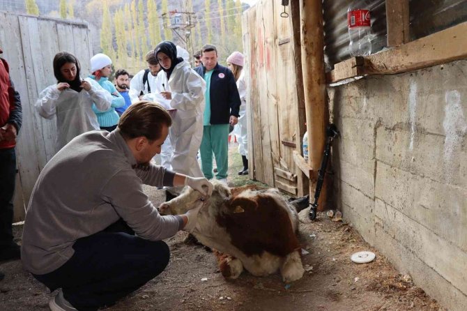 Köy Köy Dolaşıp Hasta Hayvanları Tedavi Ediyorlar