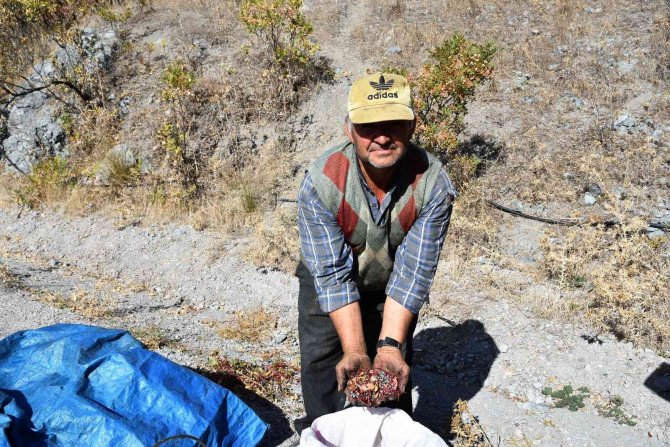 Dağlarda Yetişen Çitlembik Köylülere Kazanç Kapısı Oldu